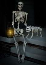 Realistic Poseable Skeleton