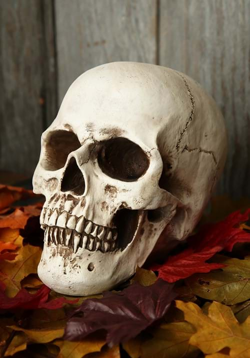 Realistic Deluxe Skull Prop