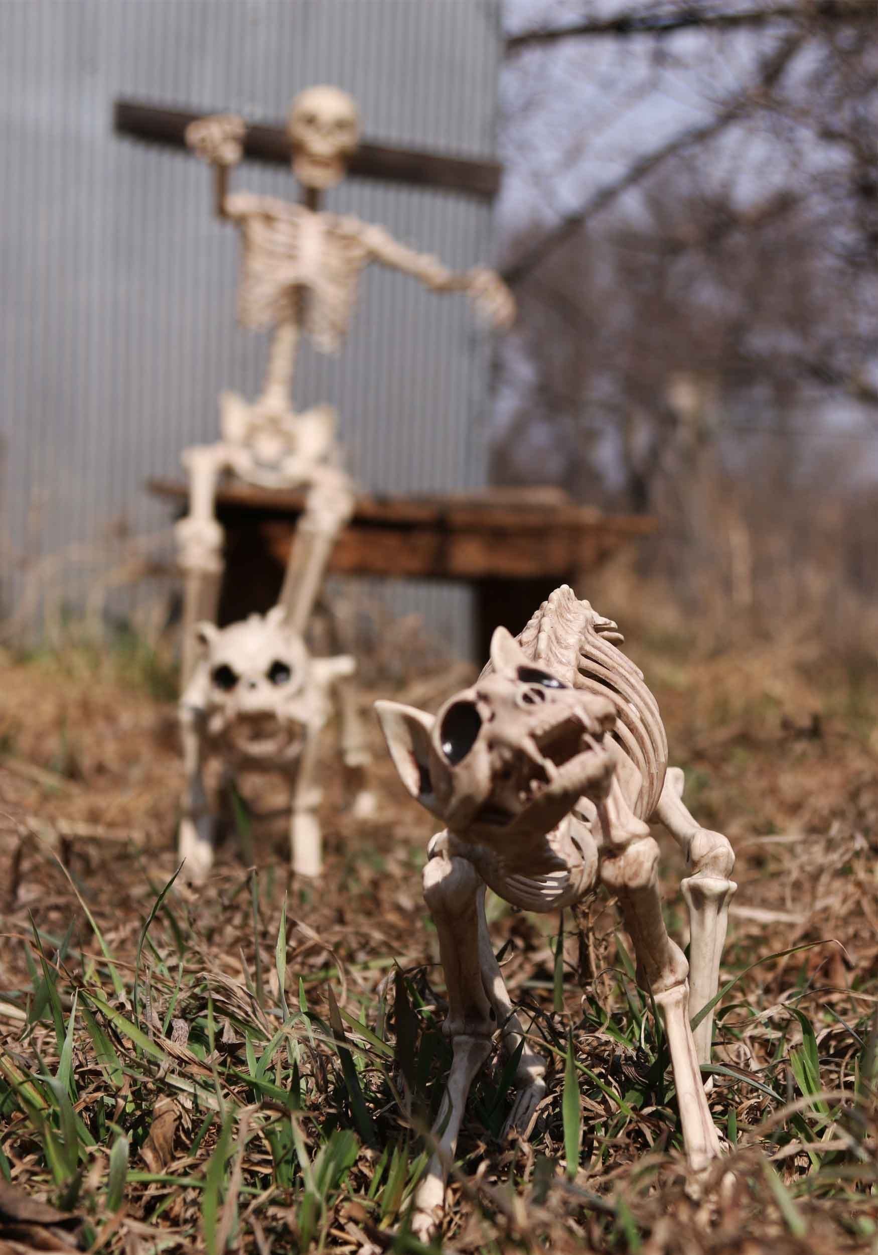 Halloween Decoration Skeleton Cat , Animal Decorations