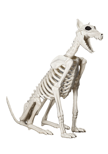 Spike the Dog Skeleton