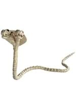 41" Double Headed Cobra Skeleton Alt 1