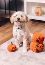 Pumpkin Pals Pet Squeaky Toy Set Alt 1